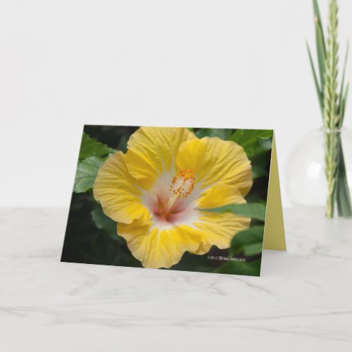Yellow Hibiscus Bloom Card