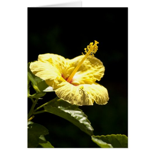 Yellow Hibiscus Cards (Front)