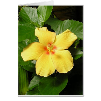 Yellow Hibiscus Cards