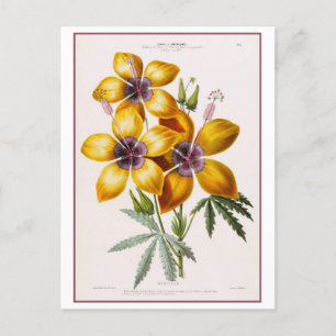 Yellow Hibiscus Flower Botanical Drawing Postcard