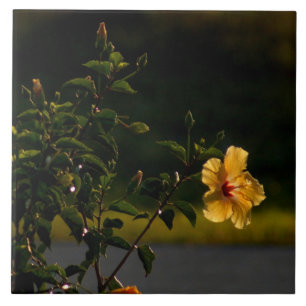 Yellow Hibiscus Flower Bush Tile