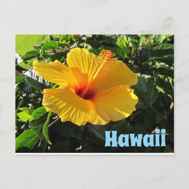Yellow Hibiscus Flower Hawaii Postcard (Front)