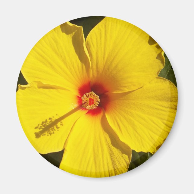 Yellow Hibiscus Flower Magnet (Front)