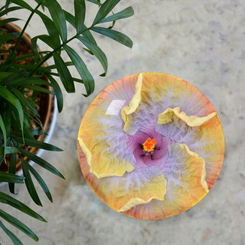 Yellow Hibiscus Flower Photographic Botanical Paperweight
