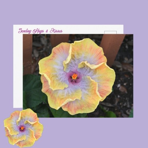 Yellow Hibiscus Flower Photographic Botanical Postcard