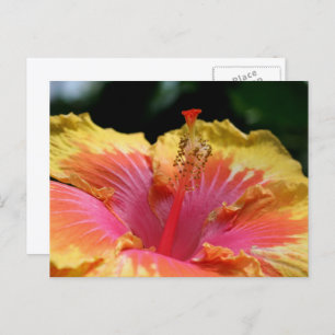 Yellow Hibiscus Flower Photography Postcard