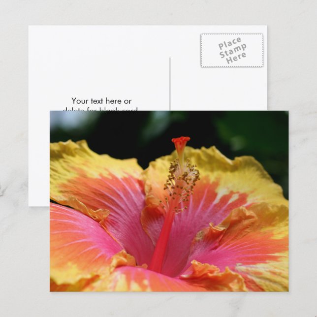 Yellow Hibiscus Flower Photography  Postcard (Front/Back)