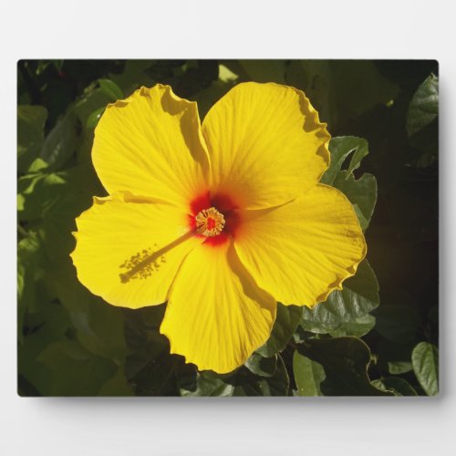 Yellow Hibiscus Flower Plaque