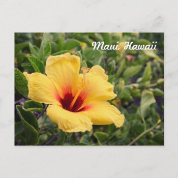 Yellow Hibiscus Flower | Postcard by GaeaPhoto at Zazzle