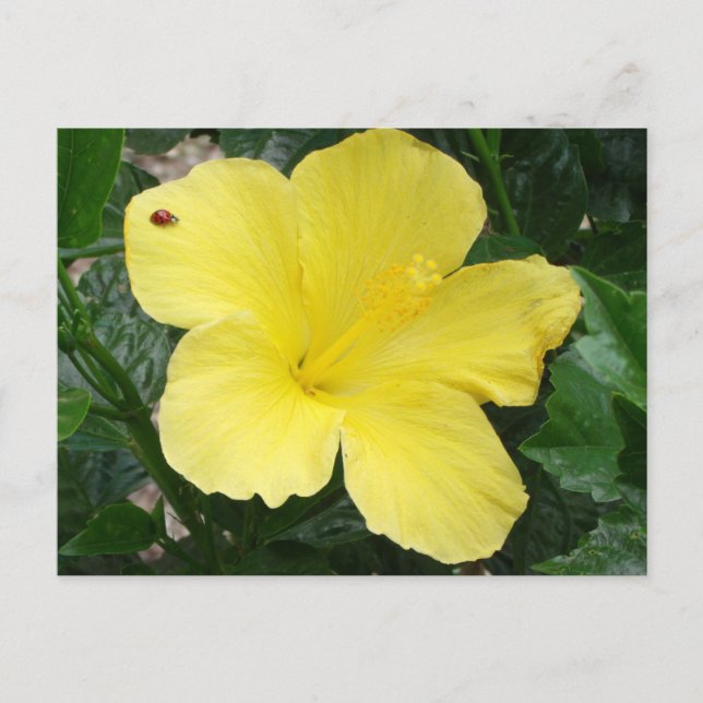 Yellow Hibiscus Flower Postcard (Front)
