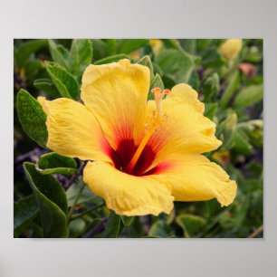 Yellow Hibiscus Flower Poster