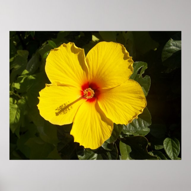 Yellow Hibiscus Flower Poster (Front)