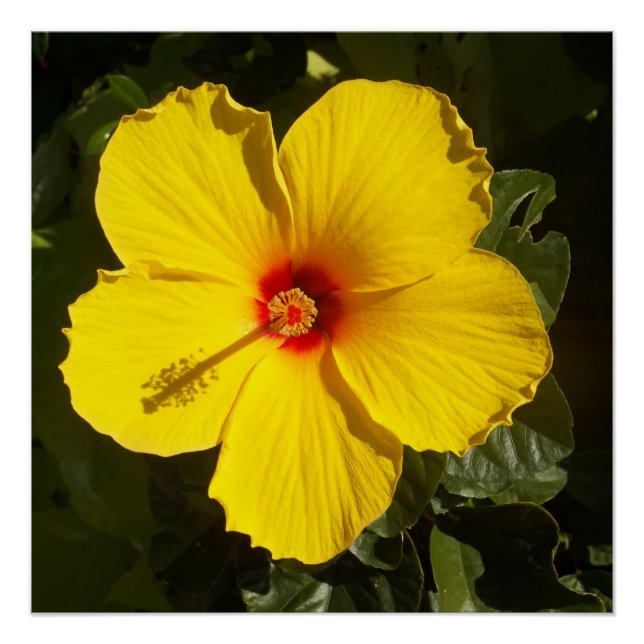 Yellow Hibiscus Flower Poster (Front)