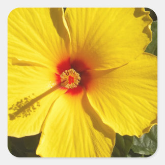 Yellow Hibiscus Flower Square Sticker