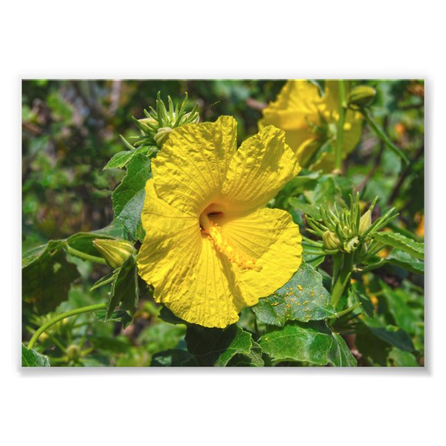 Yellow Hibiscus Hawaii State Flower Photo Print (Front)
