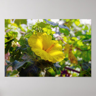 Yellow Hibiscus Hawaii State Flower Poster