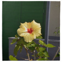 Yellow Hibiscus