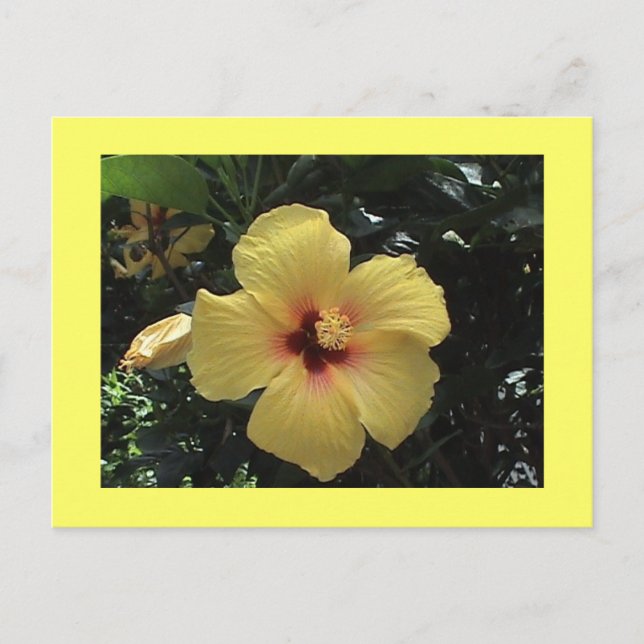 Yellow Hibiscus Postcard (Front)