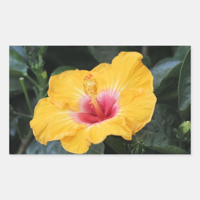 Yellow hibiscus rectangular sticker (Front)