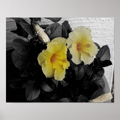 Yellow Hibiscus selective color photo Poster