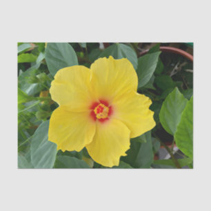 Yellow Hibiscus Tissue Paper