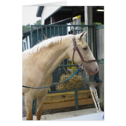 Yellow Horse Cards (Front)