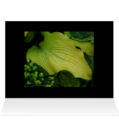 Yellow Hosta (Inside Horizontal (Top))