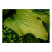 Yellow Hosta (Front Horizontal)