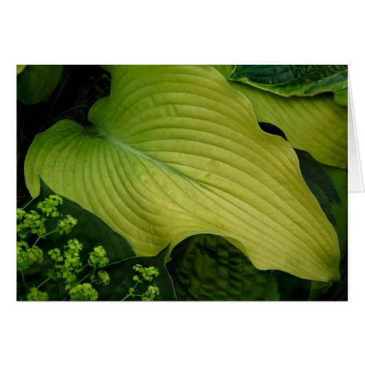 Yellow Hosta (Front Horizontal)