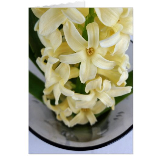 yellow hyacinth cards (Front)