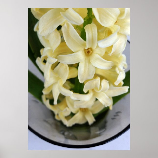 yellow hyacinth poster (Front)