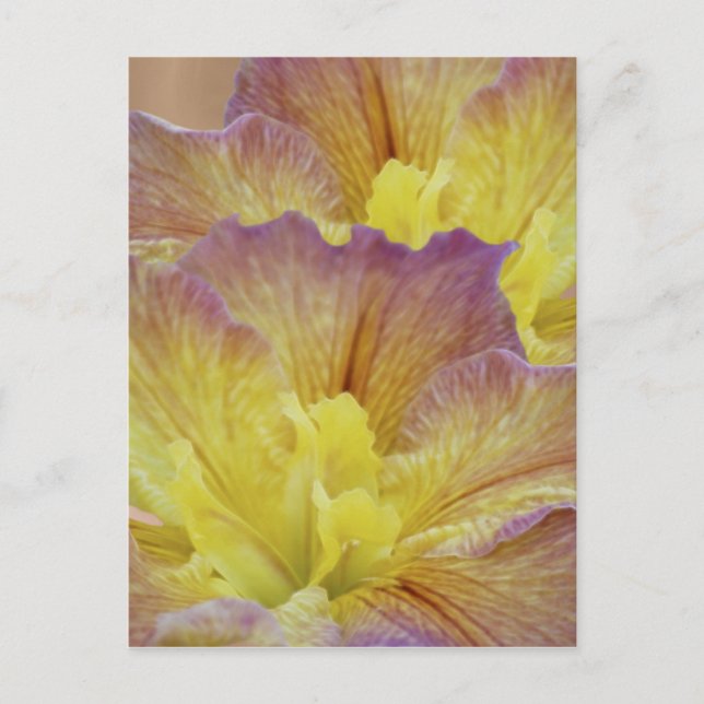 Yellow iris and its meaning postcard (Front)