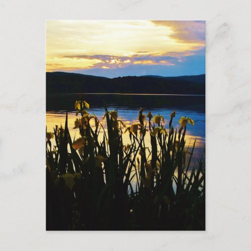 Yellow Iris at Lake Arrowhead shore Postcard