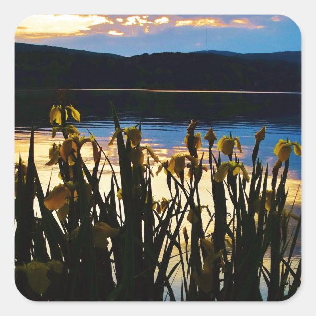 Yellow Iris at Lake Arrowhead shore Square Sticker (Front)