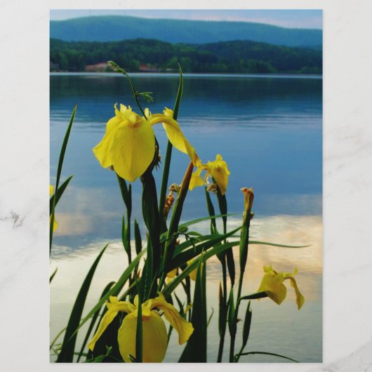Yellow Iris at Lake Shore (Front)