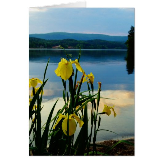 Yellow Iris at Lake Shore Cards (Front)