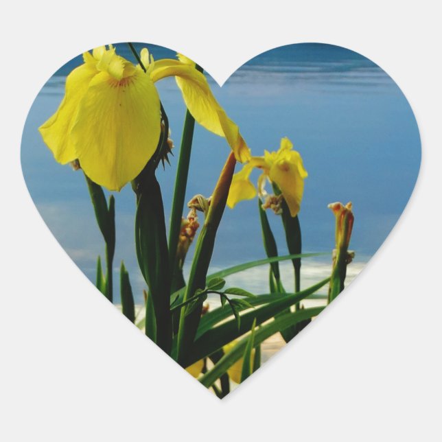 Yellow Iris at Lake Shore Heart Sticker (Front)