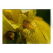 Yellow Iris Beard Cards (Front Horizontal)