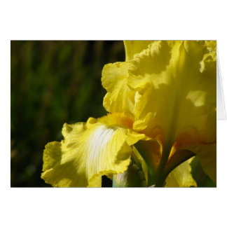 Yellow Iris Cards