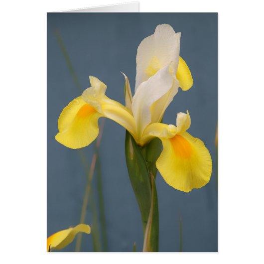 Yellow Iris Cards (Front)