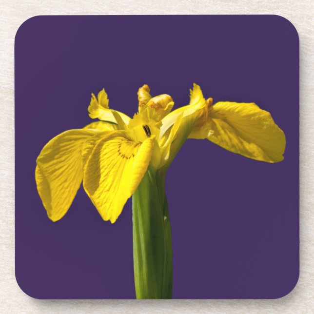 Yellow Iris Drink Coaster (Front)
