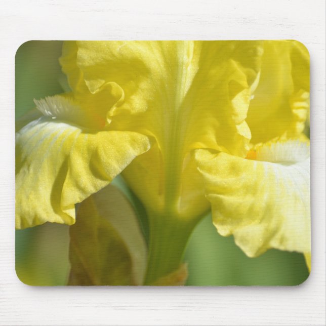 Yellow Iris Flower or Create Your Own  Mouse Pad (Front)