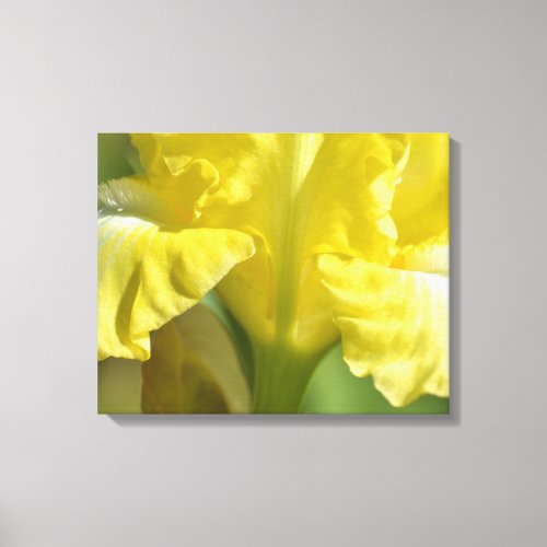 Yellow Iris Flower photography Canvas Print