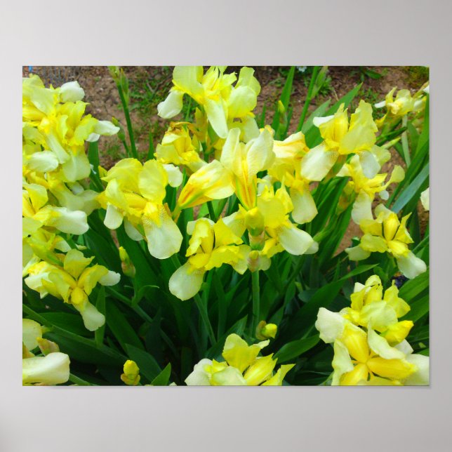 Yellow Iris Flower Poster (Front)