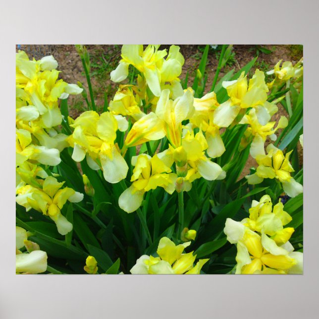 Yellow Iris Flower Poster (Front)