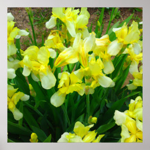 Yellow Iris Flower Poster