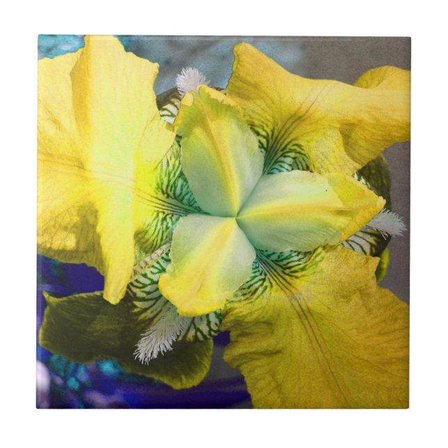 Yellow Iris Flower Tile (Front)