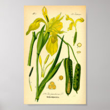 Yellow Iris (Iris pseudacorus) Print