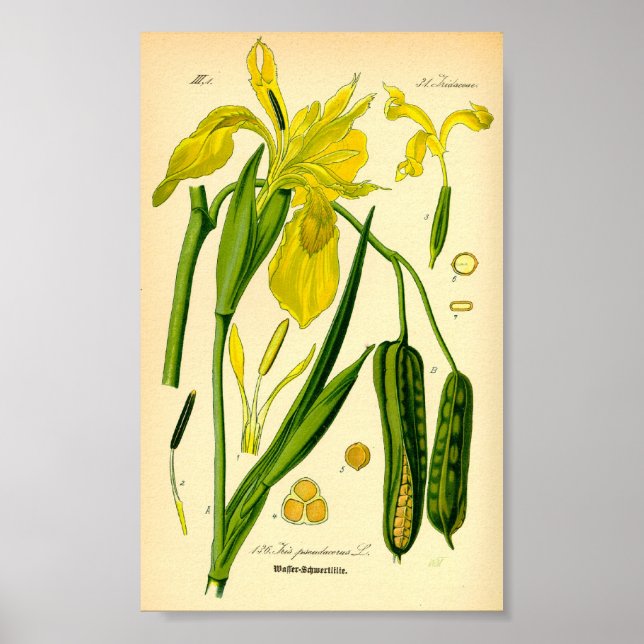 Yellow Iris (Iris pseudacorus) Print (Front)
