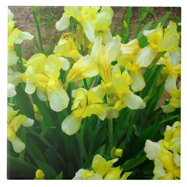 Yellow Iris Patch Ceramic Tile (Front)